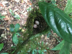 Dysithamnus mentalis