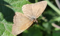 Paryphthimoides poltys