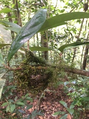 Dysithamnus mentalis