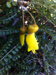 Sophora molloyi