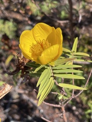 Hypericum lanceolatum