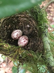 Dysithamnus mentalis