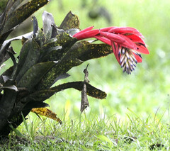 Billbergia amoena