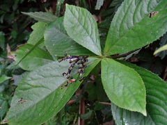 Chloranthus oldhamii