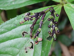 Chloranthus oldhamii