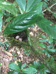 Dysithamnus mentalis