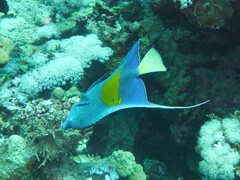 Pomacanthus maculosus