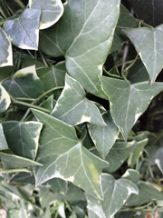 Senecio macroglossus