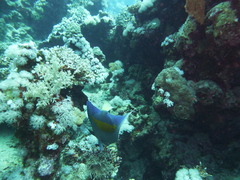 Pomacanthus maculosus