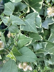 Senecio macroglossus