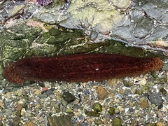 Apostichopus parvimensis