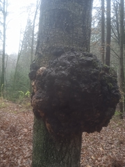 Agrobacterium radiobacter