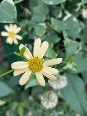 Senecio macroglossus