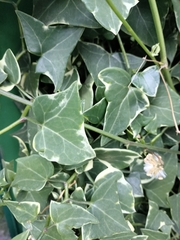 Senecio macroglossus