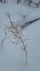 Chamaenerion angustifolium