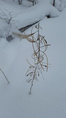 Chamaenerion angustifolium