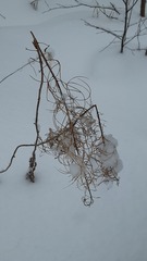 Chamaenerion angustifolium