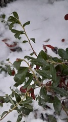 Vaccinium vitis-idaea