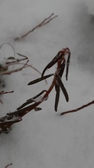 Rhododendron tomentosum
