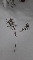 Rhododendron tomentosum