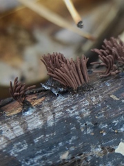 Stemonitis