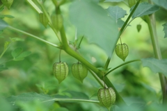 Physalis minima