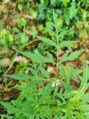 Bidens subalternans