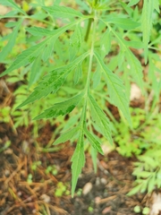 Bidens subalternans