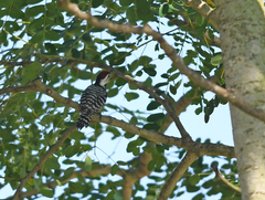Dendrocopos analis