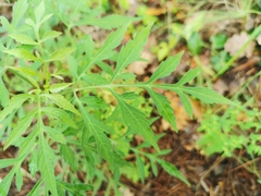 Bidens subalternans
