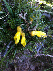 Sophora molloyi