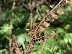 Perilla frutescens