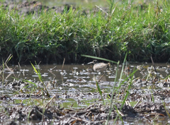 Rostratula benghalensis