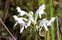 Platanthera blephariglottis conspicua