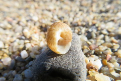 Tritia reticulata
