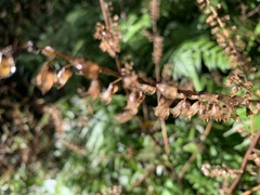 Perilla frutescens