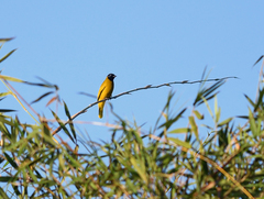 Brachypodius melanocephalos