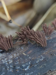 Stemonitis
