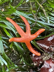 Henricia