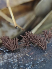 Stemonitis