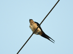 Cecropis striolata