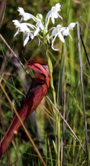 Platanthera blephariglottis conspicua