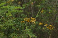 Bidens reptans