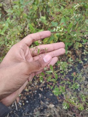 Euphorbia lasiocarpa