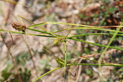 Carex neurocarpa