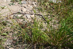Carex neurocarpa