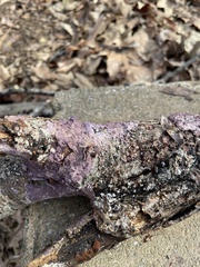 Phlebiopsis crassa
