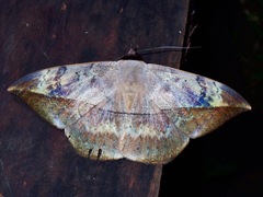 Hypopyra