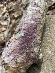 Phlebiopsis crassa