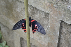 Papilio rumanzovia
